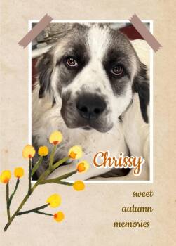 Rescue Great Pyrenees Dogs for Adoption in Amarillo, Texas - Chrissy | PetCurious