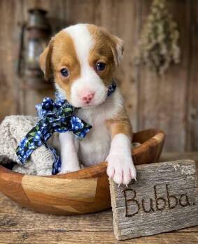 Bubba -  Beagle and Treeing Walker Coonhound Dog for Adoption in Nahunta, Georgia - Bubba | PetCurious