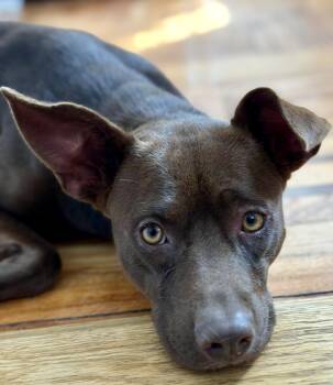 Australian Kelpie and Rat Terrier Dogs Available for Adoption - Ginger  | PetCurious