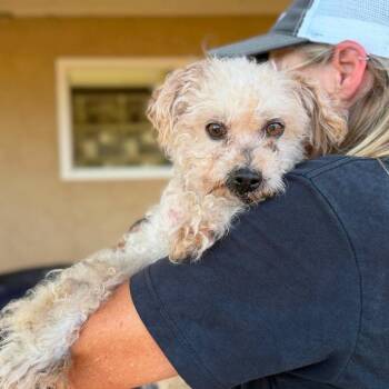 Pimkin -  Maltese Dog for Adoption in Ramona, California - Pimkin | PetCurious