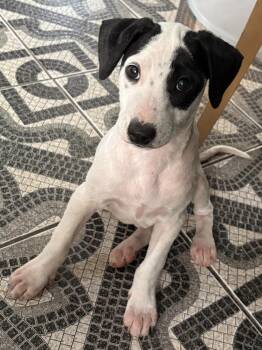 Princess Spot - The Luckiest Baby -  Beagle and Canaan Dog Dog for Adoption in Carolina, Carolina - Princess Spot - The Luckiest Baby | PetCurious