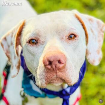 Sherman -  English Pointer and Mixed Breed Dog for Adoption in Hopkinton, Massachusetts - Sherman | PetCurious