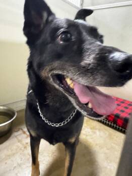 Rescue German Shepherd Dog and Australian Cattle Dog Blue Heeler Dogs for Adoption in Pierceton, Indiana - Lulu | PetCurious