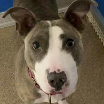 Mitzi -  Pit Bull Terrier Dog for Adoption in Ballston Spa, New York - Mitzi | PetCurious