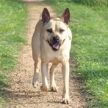 Pit Bull Terrier and Mixed Breed Dogs Available for Adoption in St. Louis, Missouri - JOANNA | PetCurious