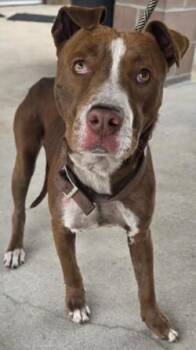 Mixed Breed Dogs Available for Adoption in Savannah, Georgia - Jimmy | PetCurious