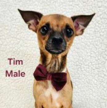 Tim -  Terrier Dog for Adoption - Tim | PetCurious