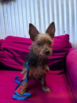 Merida -  Silky Terrier and Mixed Breed Dog for Adoption in Luling, Texas - Merida | PetCurious