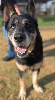 Johnny -  Shepherd Dog for Adoption in Little Elm, Texas - Johnny | PetCurious