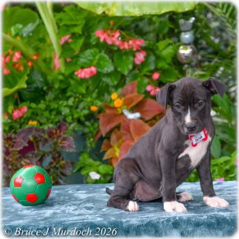 Olive -  Labrador Retriever Dog for Adoption in Wake Forest, North Carolina - Olive | PetCurious