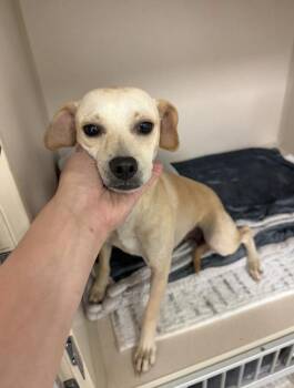 Maggie -  Chihuahua and Terrier Dog for Adoption in New York, New York - Maggie | PetCurious