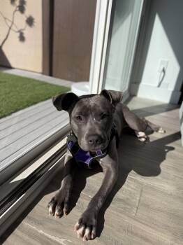 Sia -  Staffordshire Bull Terrier Dog for Adoption in Santa Monica, California - Sia | PetCurious