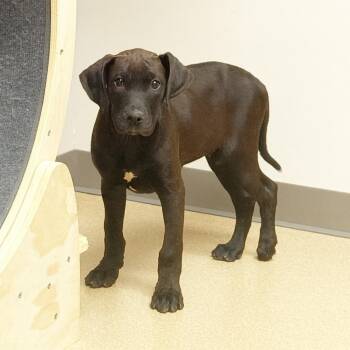 Rhodesian Ridgeback and Pit Bull Terrier Dogs Available for Adoption in Brenham, Texas - Arthur | PetCurious