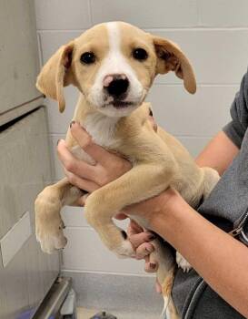 Nevada -  Mixed Breed Dog for Adoption in Chillicothe, Ohio - Nevada | PetCurious