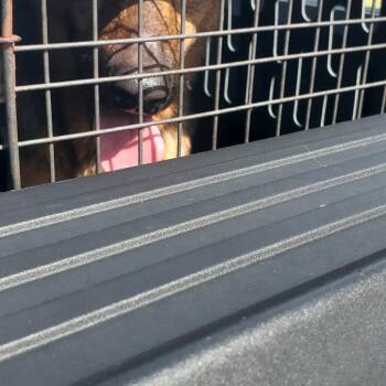 Pancho -  German Shepherd Dog Dog for Adoption in Lake Jackson, Texas - Pancho | PetCurious