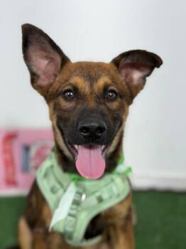 Watson-One of our Amazing Rescue Dogs -  German Shepherd Dog and Mixed Breed Dog for Adoption in Carlsbad, California - Watson-One Of Our Amazing Rescue Dogs | PetCurious