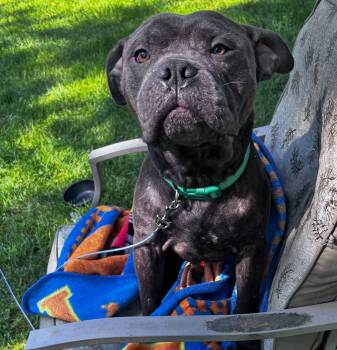 Coach -  Staffordshire Bull Terrier Dog for Adoption in Detroit, Michigan - Coach | PetCurious