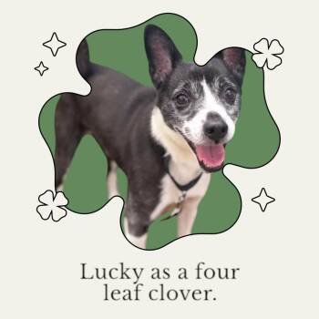 Terrier and Rat Terrier Dogs Available for Adoption - Boots | PetCurious