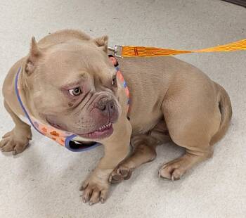 Olivia -  French Bulldog and Pit Bull Terrier Dog for Adoption in Crescent, Oklahoma - Olivia | PetCurious