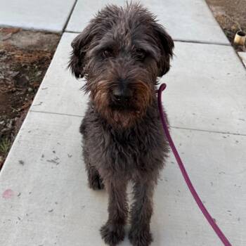 Orion -  Poodle and Labrador Retriever Dog for Adoption in Sonoma, California - Orion | PetCurious