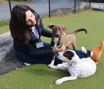 Rescue Labrador Retriever and Husky Dogs for Adoption in Harrison, New York - Acorn | PetCurious