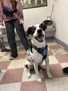 Rescue Border Collie Dogs for Adoption in Ontario, California - Leo | PetCurious