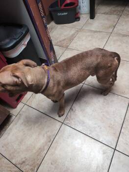 Choso -  Mixed Breed Dog for Adoption in Cincinnati, Ohio - Choso | PetCurious
