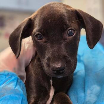 Harry Poocher -  Mixed Breed Dog for Adoption in Charleston, West Virginia - Harry Poocher | PetCurious