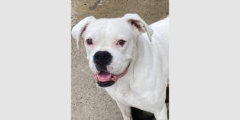Boxer Dogs Available for Adoption in Hewitt, Texas - Kenya | PetCurious