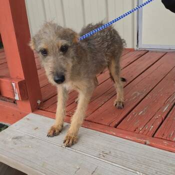 CORKY -  Schnauzer Dog for Adoption in Waterford, New Jersey - CORKY | PetCurious