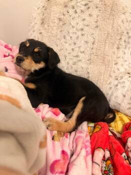 Terrier and Australian Cattle Dog Blue Heeler Dogs Available for Adoption - Olive | PetCurious