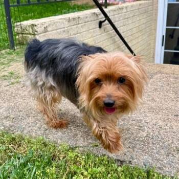 Mixed Breed Dogs Available for Adoption in Fredericksburg, Virginia - Josh | PetCurious