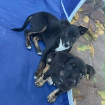 Rescue Jack Russell Terrier Dogs for Adoption in Long Beach, California - Nala | PetCurious