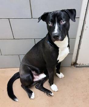 Mixed Breed Dogs Available for Adoption in Nashville, Tennessee - Bo | PetCurious