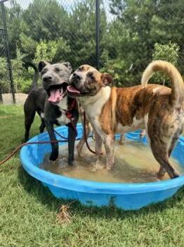 Splash -  Mixed Breed Dog for Adoption in Atlanta, Georgia - Splash | PetCurious