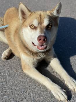 Rosco -  Siberian Husky Dog for Adoption in Anderson, Indiana - Rosco | PetCurious
