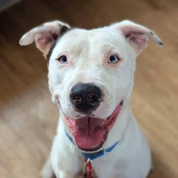 Pit Bull Terrier Dogs Available for Adoption - Blanca | PetCurious