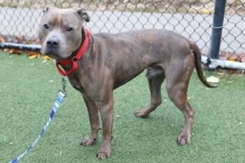 Rescue Mixed Breed Dogs for Adoption in West Chester, Pennsylvania - Larry | PetCurious