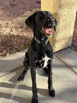 Black Labrador Retriever and Pointer Dogs Available for Adoption - Jasper | PetCurious