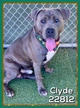 CLYDE -  American Bully Dog for Adoption in Marietta, Georgia - CLYDE | PetCurious