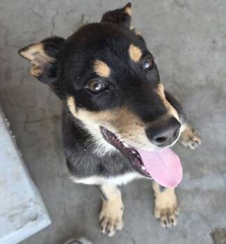 German Shepherd Dog and Mixed Breed Dogs Available for Adoption in Roseville, California - Randy | PetCurious