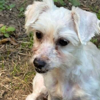 Dior -  Maltese Dog for Adoption in West Chester, Pennsylvania - Dior | PetCurious
