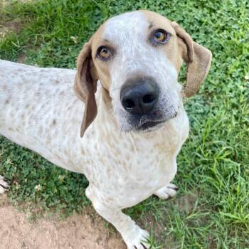 Buddy the Coonhound -  Coonhound Dog for Adoption in Sautee Nacoochee, Georgia - Buddy The Coonhound | PetCurious