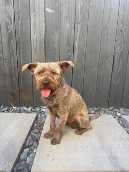 Playa -  Miniature Schnauzer Dog for Adoption in San Diego, California - Playa | PetCurious