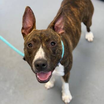 Mixed Breed Dogs Available for Adoption in Sarasota, Florida - Florence | PetCurious