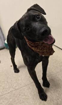 Coraline -  Mixed Breed Dog for Adoption in Hamilton, Ohio - Coraline | PetCurious