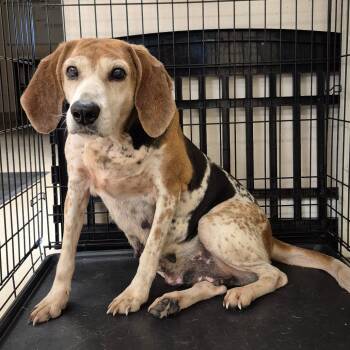 Mixed Breed Dogs Available for Adoption - Candy | PetCurious