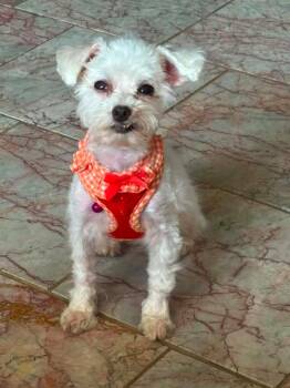Shaylee $500 -  Maltese Dog for Adoption in West Milwaukee, Wisconsin - Shaylee $500 | PetCurious