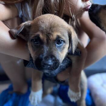 Georgia -  Mixed Breed Dog Available for Adoption in Tacoma, Washington - Georgia | PetCurious