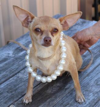 Chihuahua Dogs Available for Adoption - Button | PetCurious